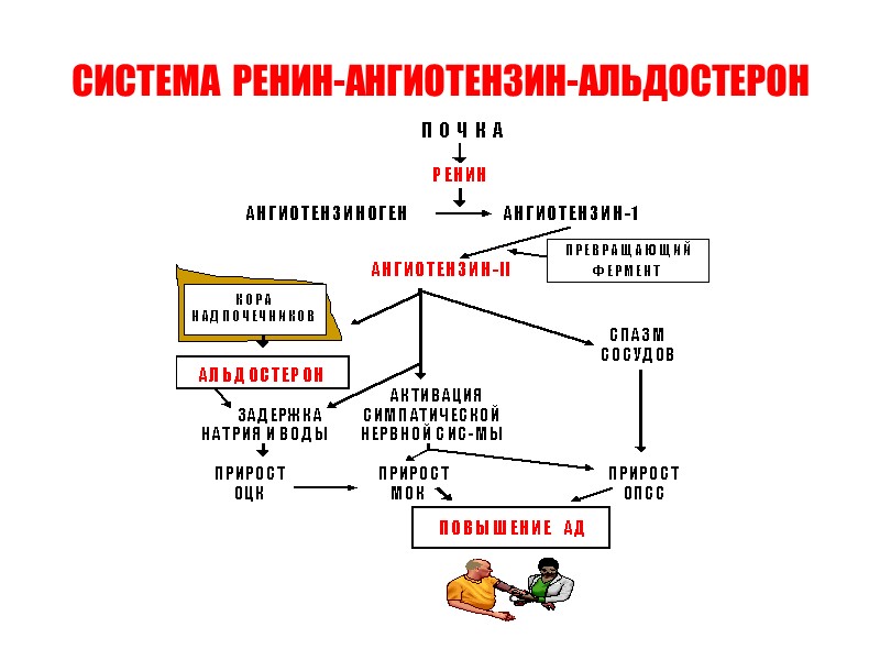 СИСТЕМА  РЕНИН-АНГИОТЕНЗИН-АЛЬДОСТЕРОН